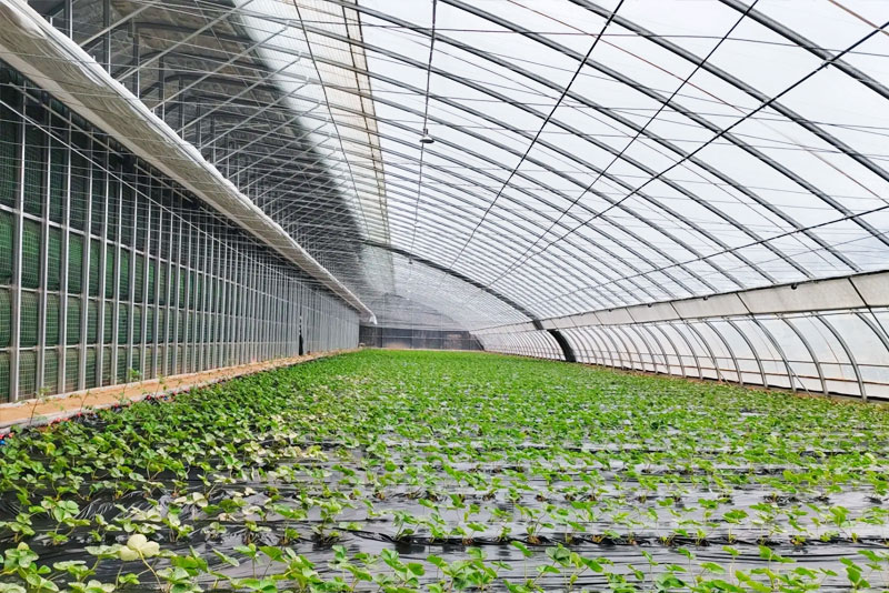 如何建造高質量日光溫室？